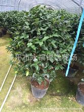 山茶花盆栽一树多色系  五色赤丹茶花  1米-1米五高