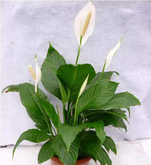 红掌粉掌白掌带花红豆杉花卉绿植小盆栽观花观叶绿色植物盆花室