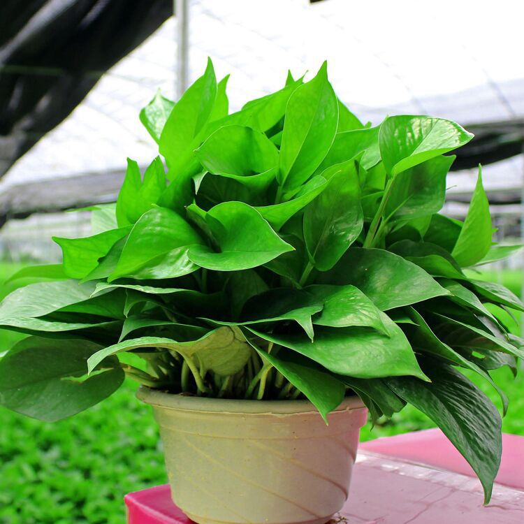 深圳市宝安区石岩水云间园艺的微博_微博