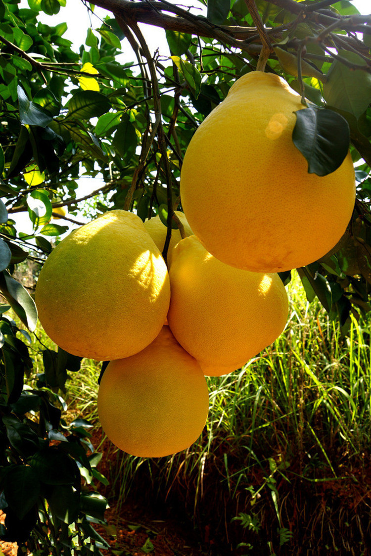 梅县桃尧娟妹水果专业合作社