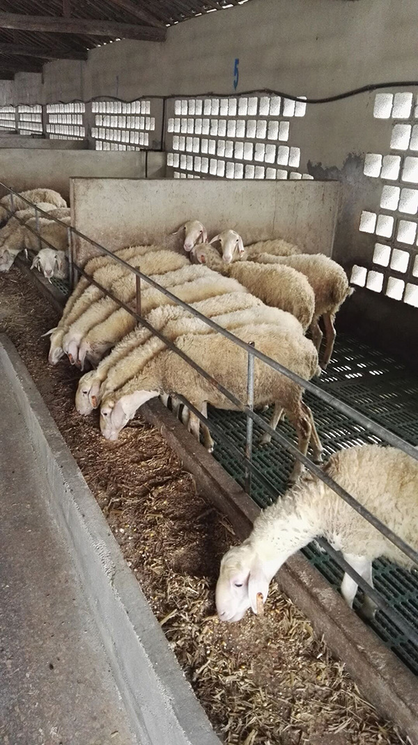 湖州众诚厂家批发纯种湖羊种羊40至70斤家畜养殖湖羊