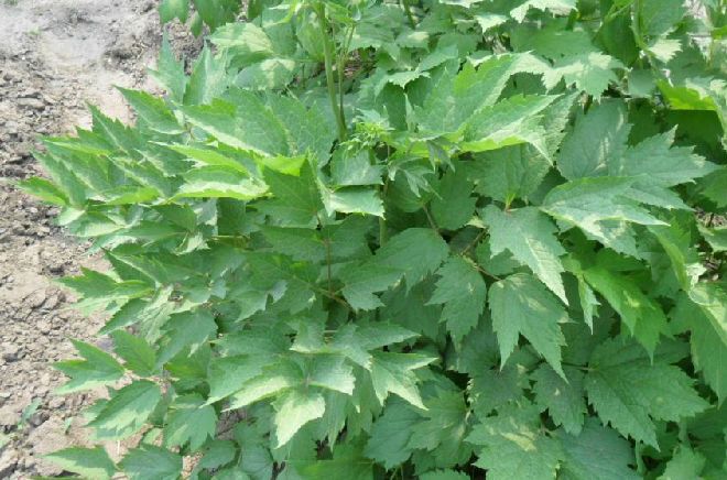 升麻提取物10:1 20:1 包邮_兰州__植物提取物-食品商务网