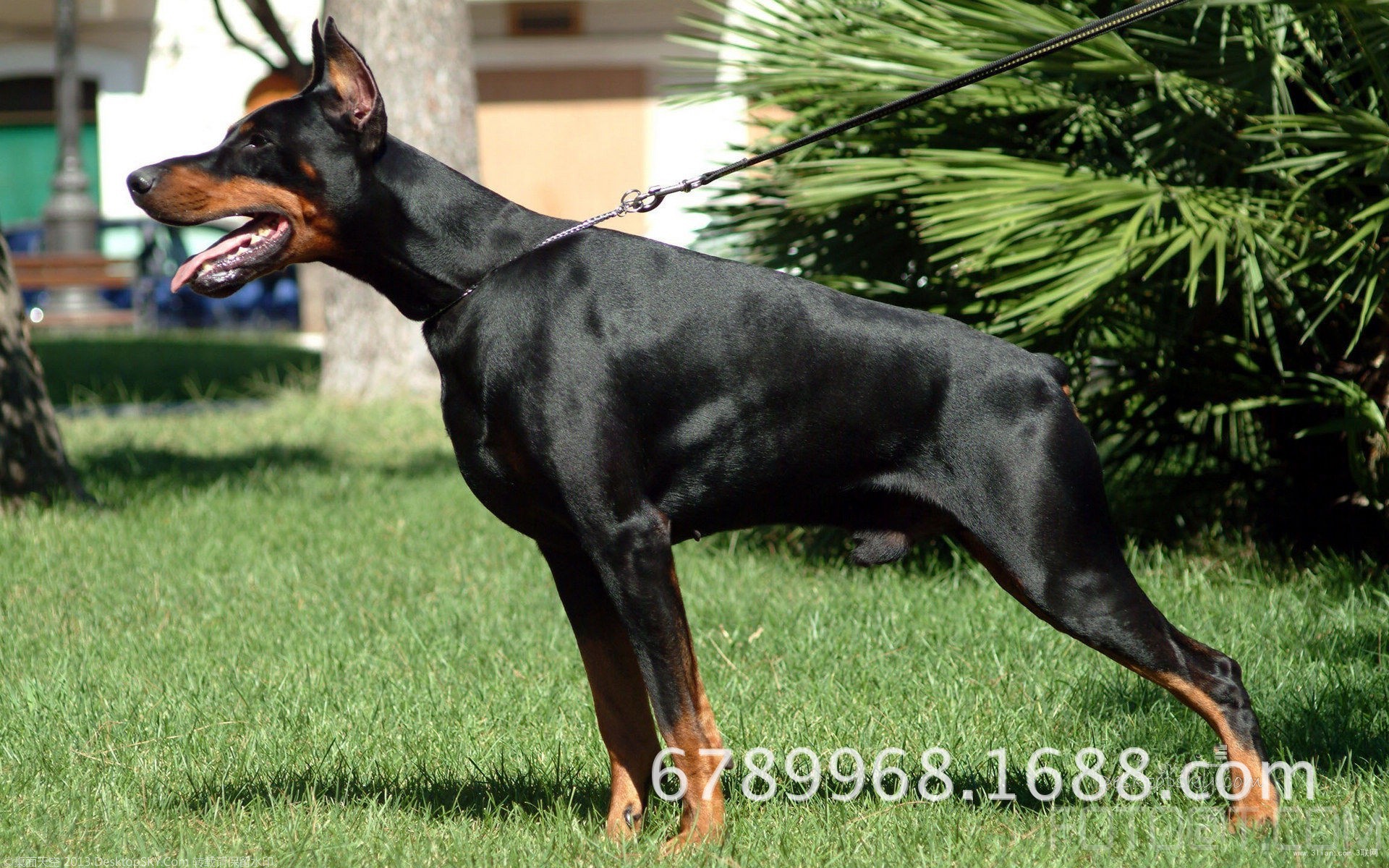 成都杜宾犬幼犬价格 杜宾犬幼犬图片 成都纯种杜宾犬多少钱一只