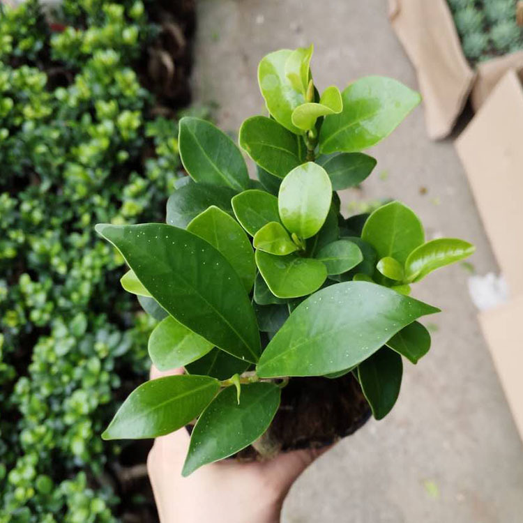 【基地直供】批发嫁接人参榕(110) 绿植盆栽花卉室内盆景水培