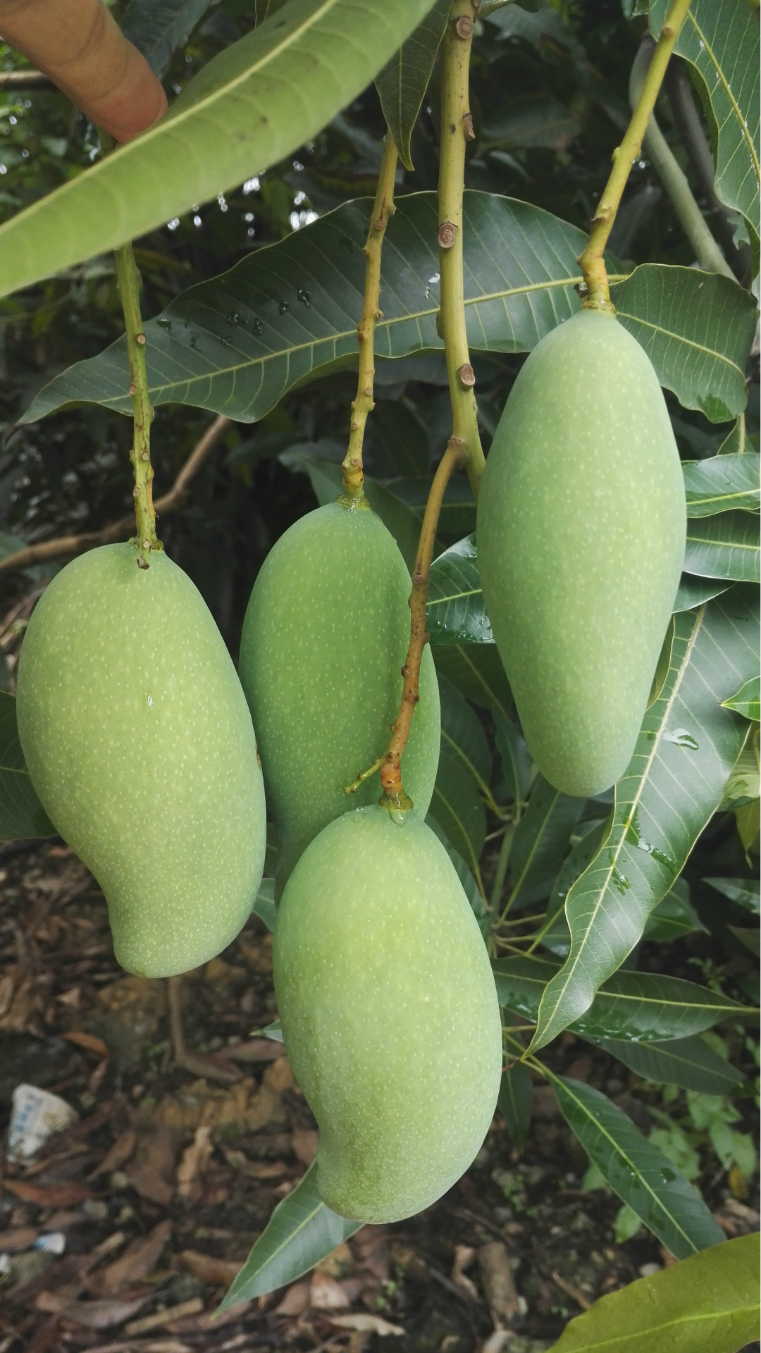 田东桂七香芒出售中 果肉细滑多汁口感清香 5斤装