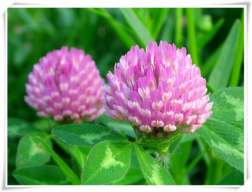 厂家供应红车轴草提取物总异黄酮