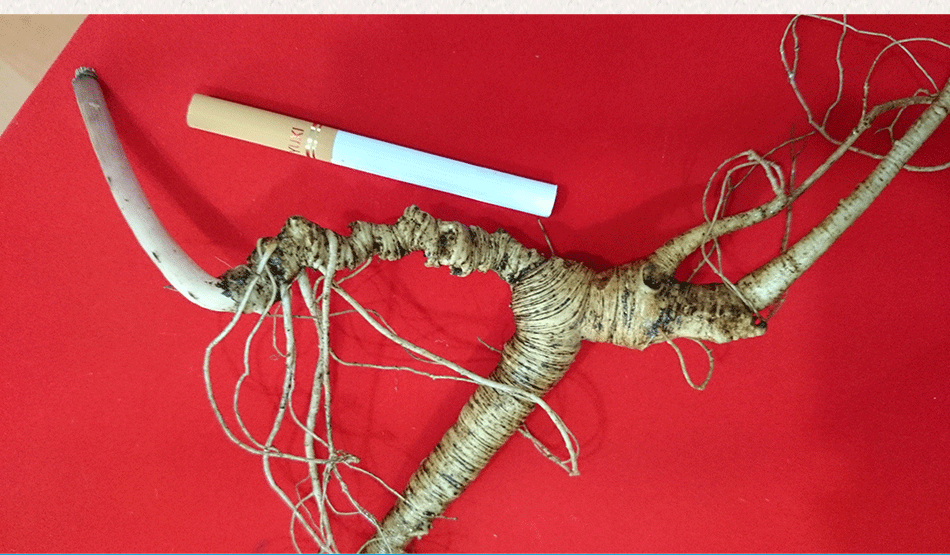 全网保真 40年以上普通纯货 纯野山参 鲜野生人参 送礼自用佳品