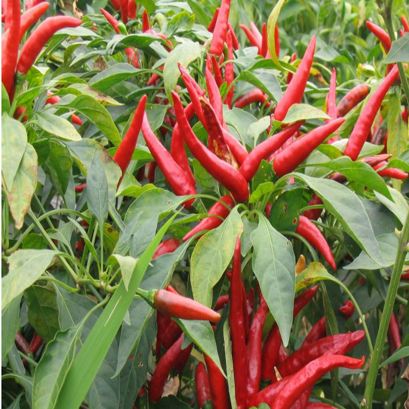 批发干辣椒 产地直销 现货批发 河南朝天椒 天鹰小椒 火锅专用