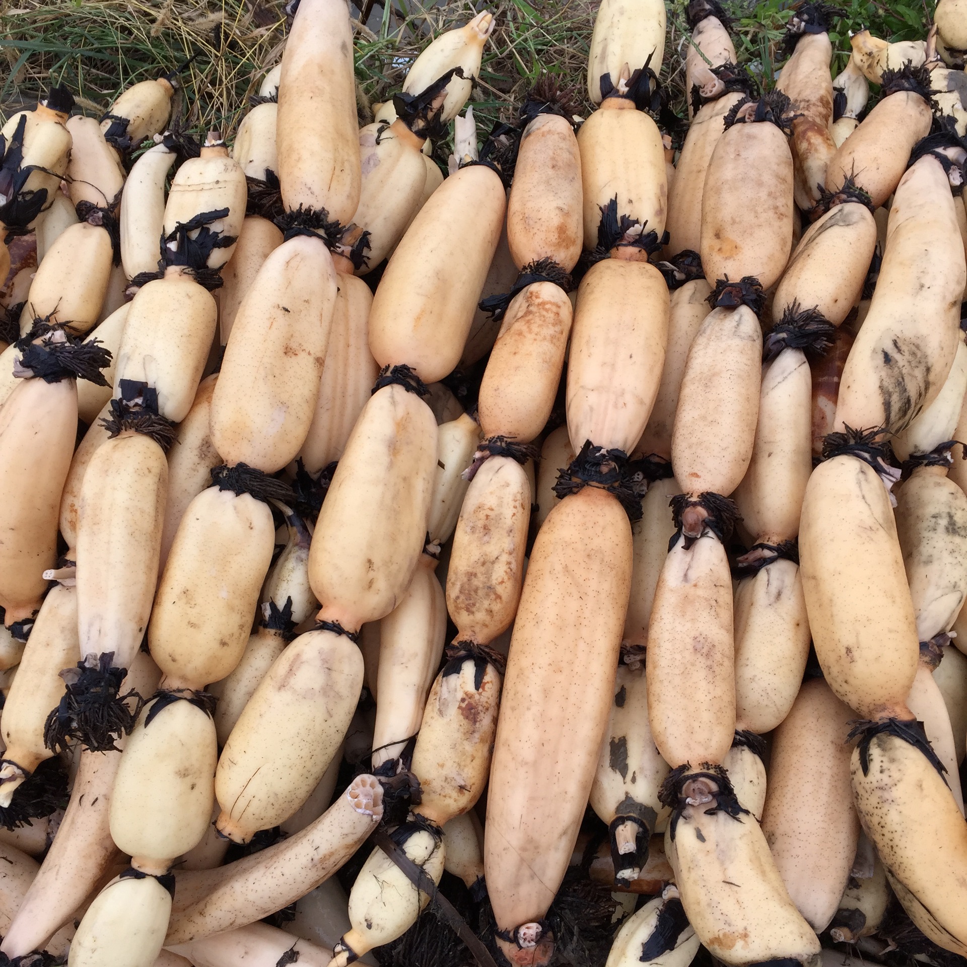 九孔脆莲藕 生态无公害莲菜 河南商丘高产藕 民权