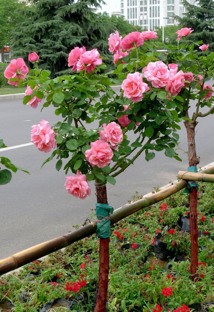 南阳石桥3公分的树状月季 月季树 玫瑰树批发采购