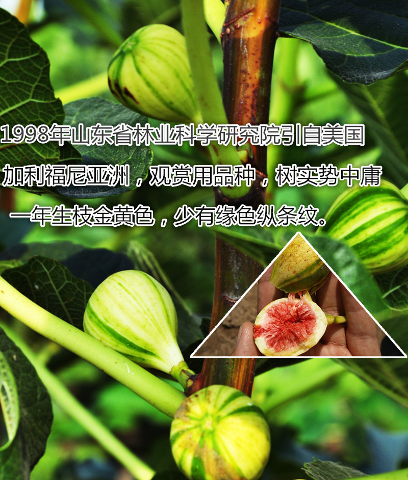 供应a42华丽 无花果苗批发 花皮盆栽品种 极具观