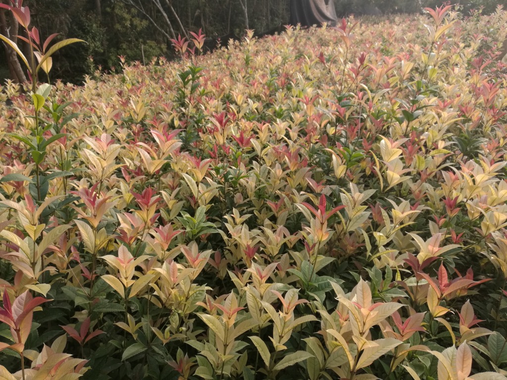 批发珍珠彩叶桂花 五彩桂花 天香彩叶桂 金桂苗 桂花树苗-乔木