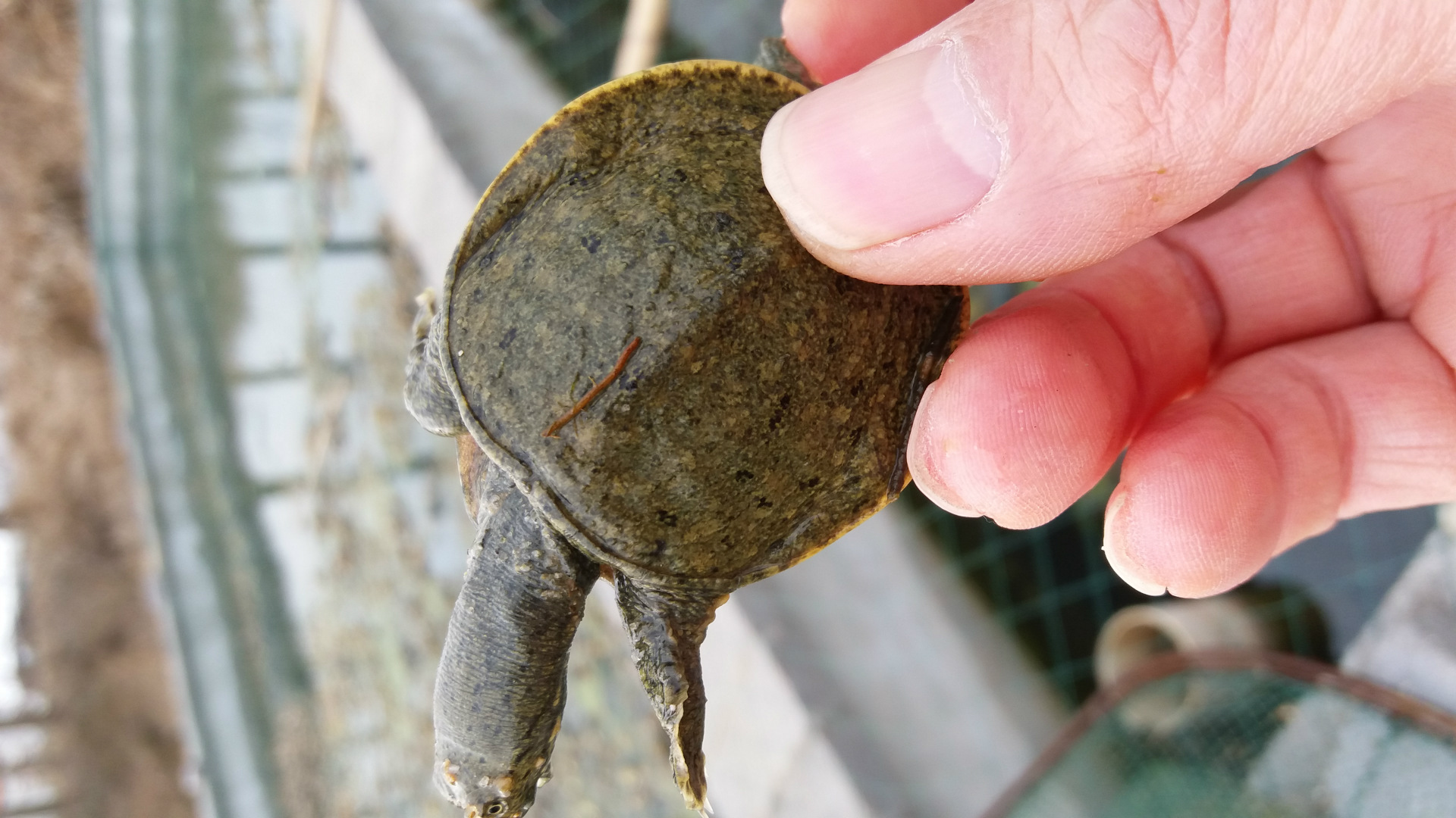 大量批发优质温池甲鱼 甲鱼温棚养殖技术 甲鱼温棚价格