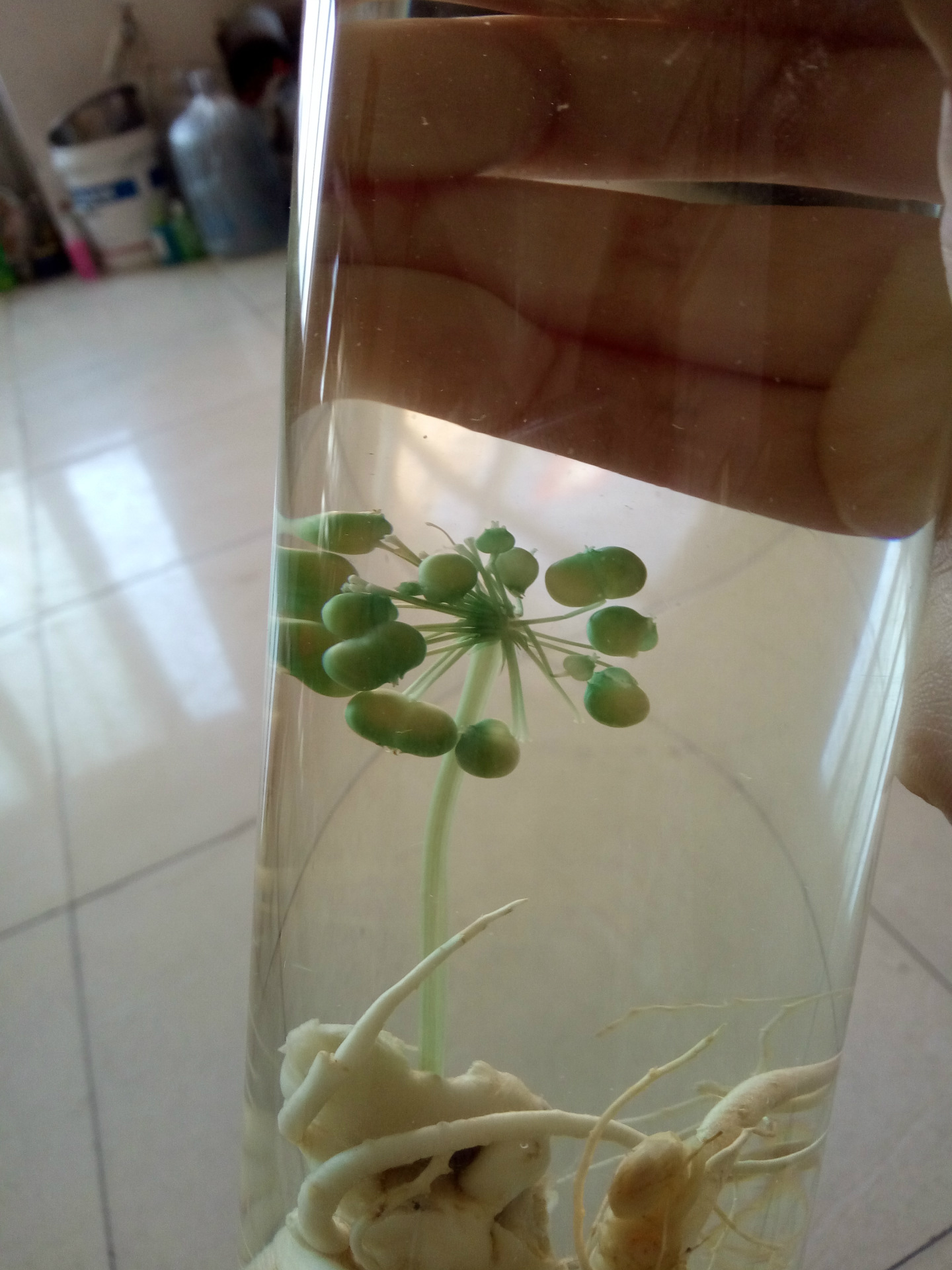 瓶子里面泡了一颗人参,他竟然发芽啦/?