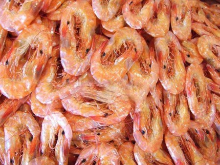 厂家直销 红虾海虾 海产 渤海湾纯野生海水红虾 肉质鲜美欢迎选购