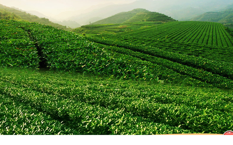 亲们感谢您选择本店,我们有四大优势: 1,茶叶都是来自原产地直销的