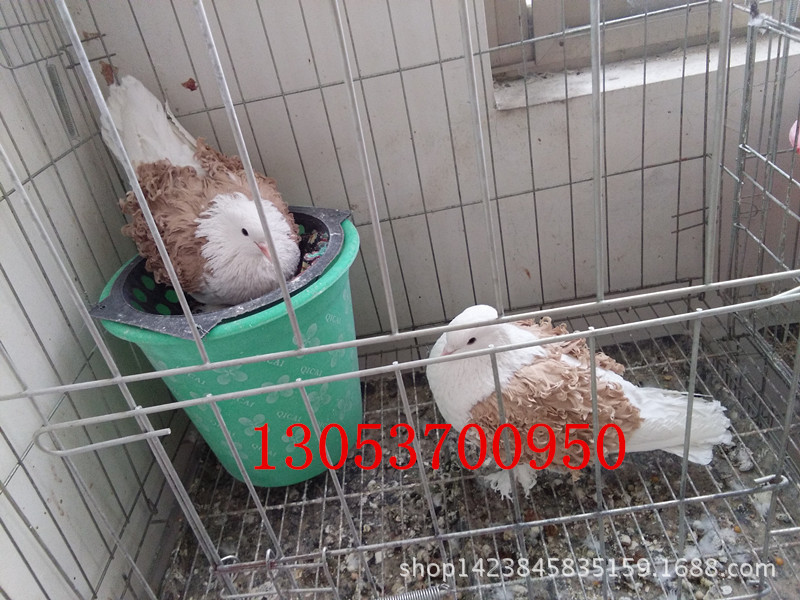 马甲芙蓉鸽子一对多少钱 红芙蓉观赏鸽图片 白芙蓉鸽子价格