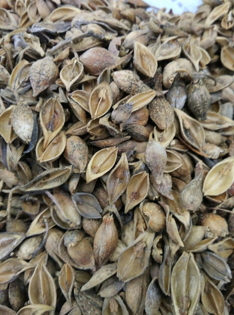 中药连翘图片(连翘的副作用太大了)