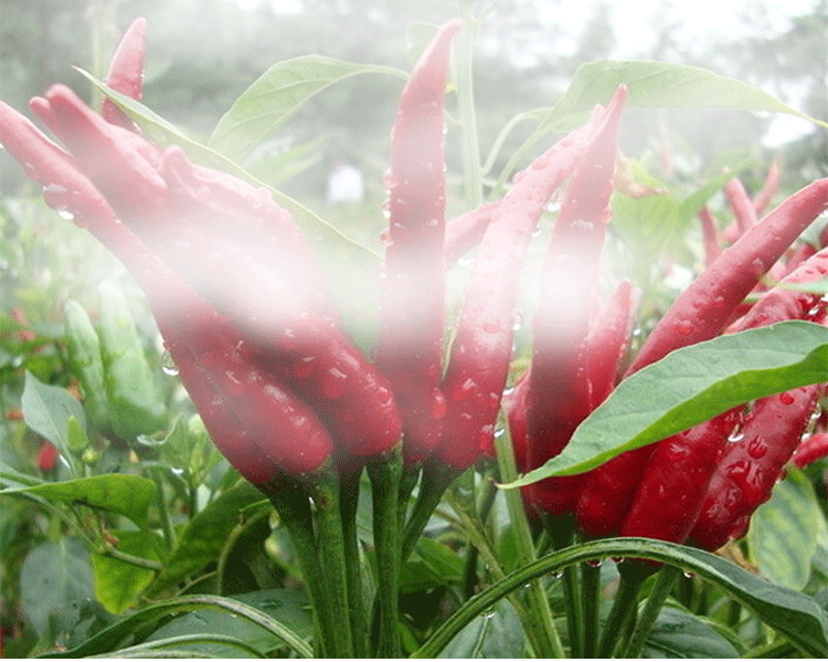 贵州遵义灯笼椒 小米辣香辣浓香干辣椒特香正宗农家特产500g