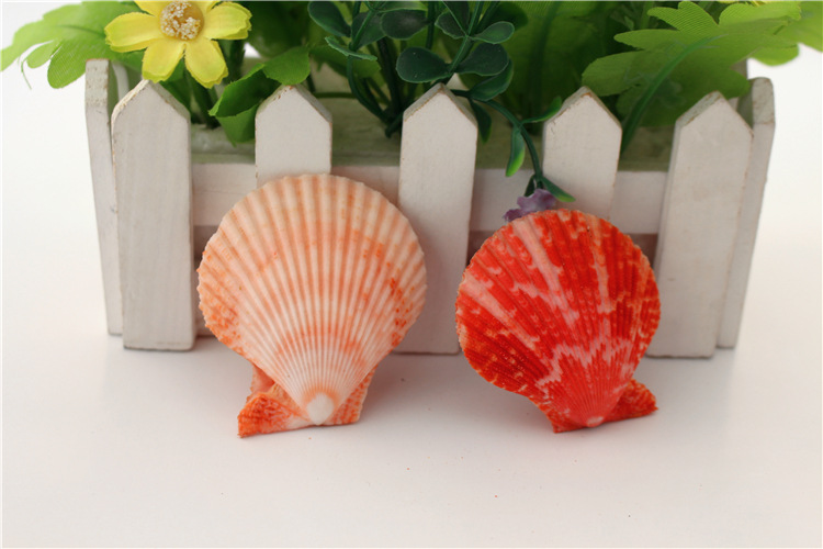 天然彩色贝壳装饰墙贴地台装饰彩贝鱼缸造景装饰地台扇贝批发