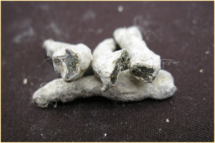 批发中药材僵蚕 供应白僵蚕 优质四川僵蚕