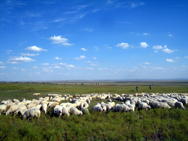 h优质供应商宁夏盐池滩羊羊肉卷前腿小肉卷