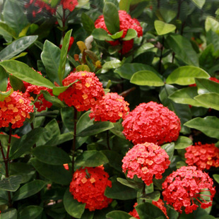 龙船花 绿化工程苗木 价格便宜 量大多优 长期供应精品 厂家直销