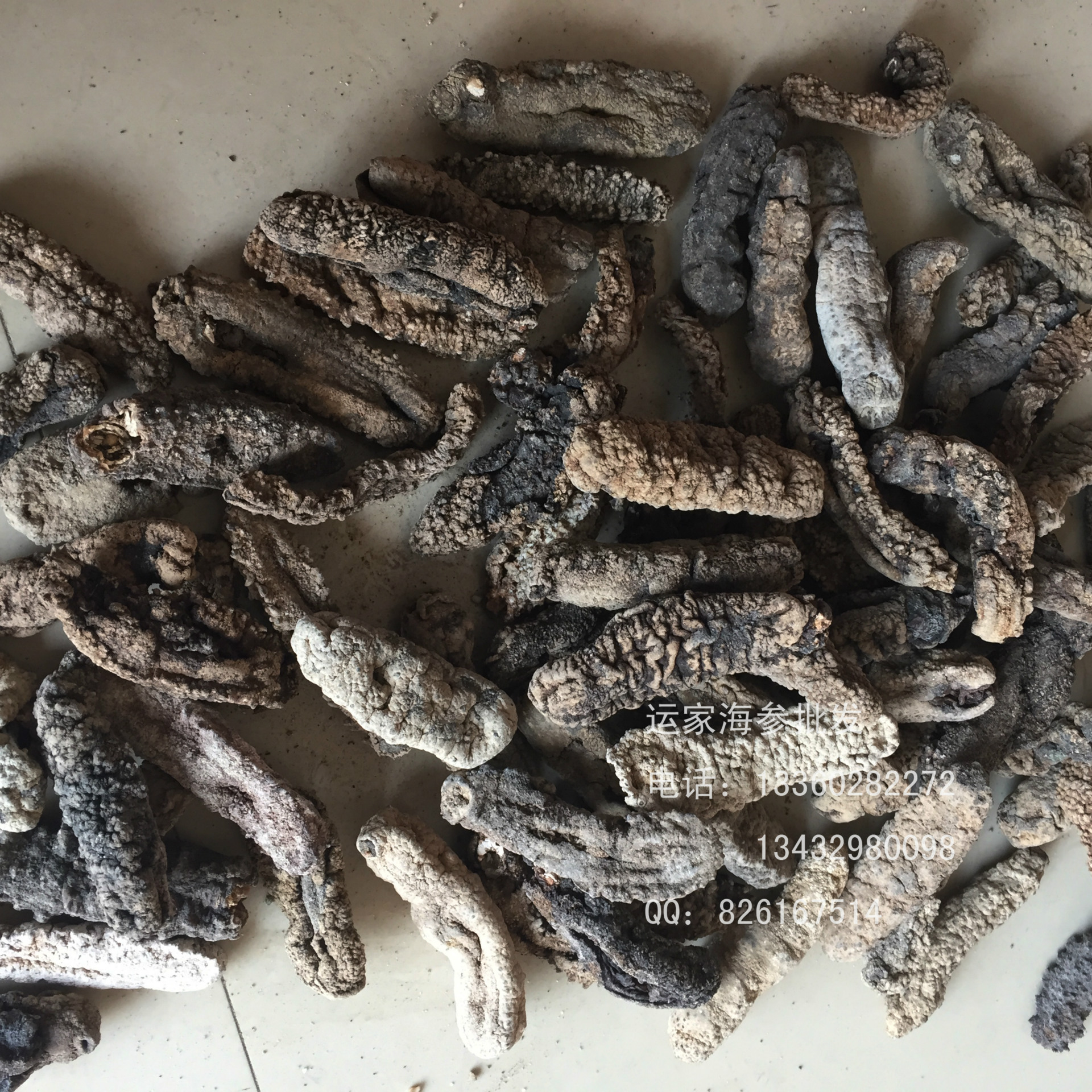 批发b级猪母黄玉参 菲律宾猪仔黄玉参 条型完好 8-10头.