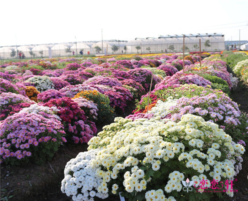 花海定制 多年生地被菊种子 小菊花卉草花种子购买 野花组合.
