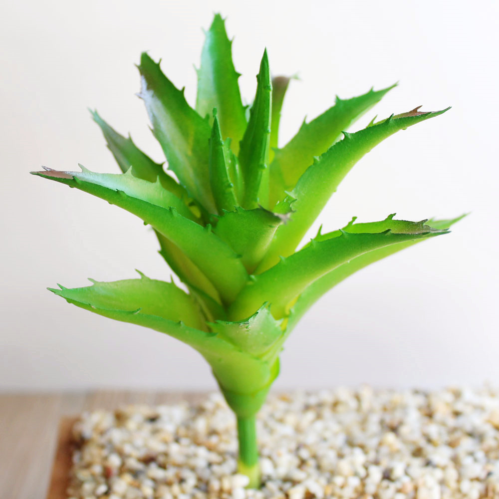 多肉植物大号芦荟 植物厂家直供 新款 花批发家居