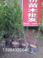贵州红豆杉苗木批发采购价格南方红豆杉植物曼地亚红豆杉盆栽植物
