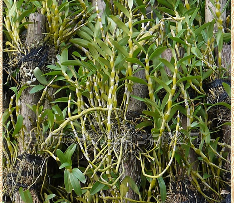 安徽霍山紫皮石斛枫斗 野生紫皮枫斗 石斛枫斗 铁皮批发代发货