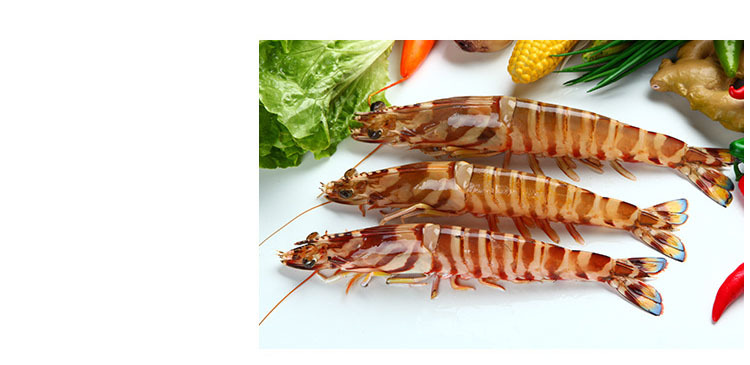 福建东山特产野生鲜活斑节虾 批发水产海鲜斑节虾 活海鲜活斑节虾