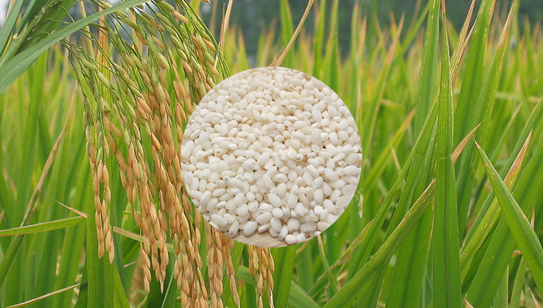 精选安徽糯米 圆糯米 大额批发 优质白江米 25kg大袋 .