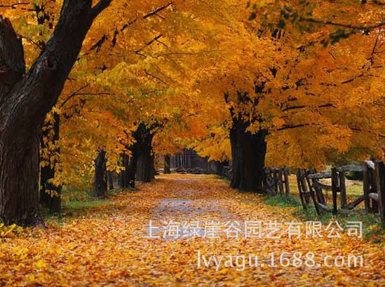 梧桐木虱病危害及其防治措施