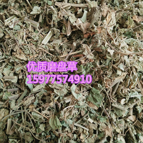 中药材野生/磨盘草/磨盘根/耳响草/磨爿果/石磨仔/磨仔草/磨档草