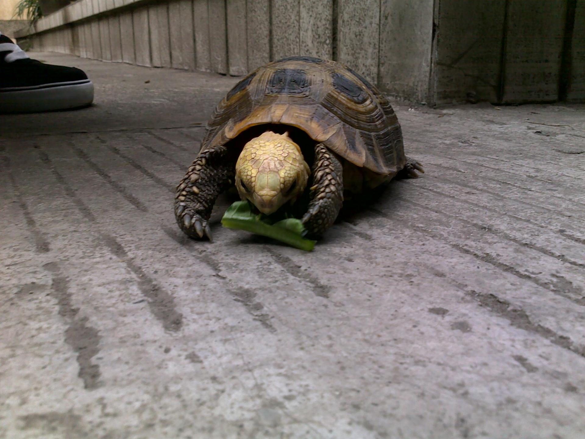 (其实做王八也挺好,长寿嘛