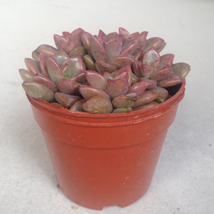 广州基地直销90迷你盆栽红心莲多肉植物防辐射