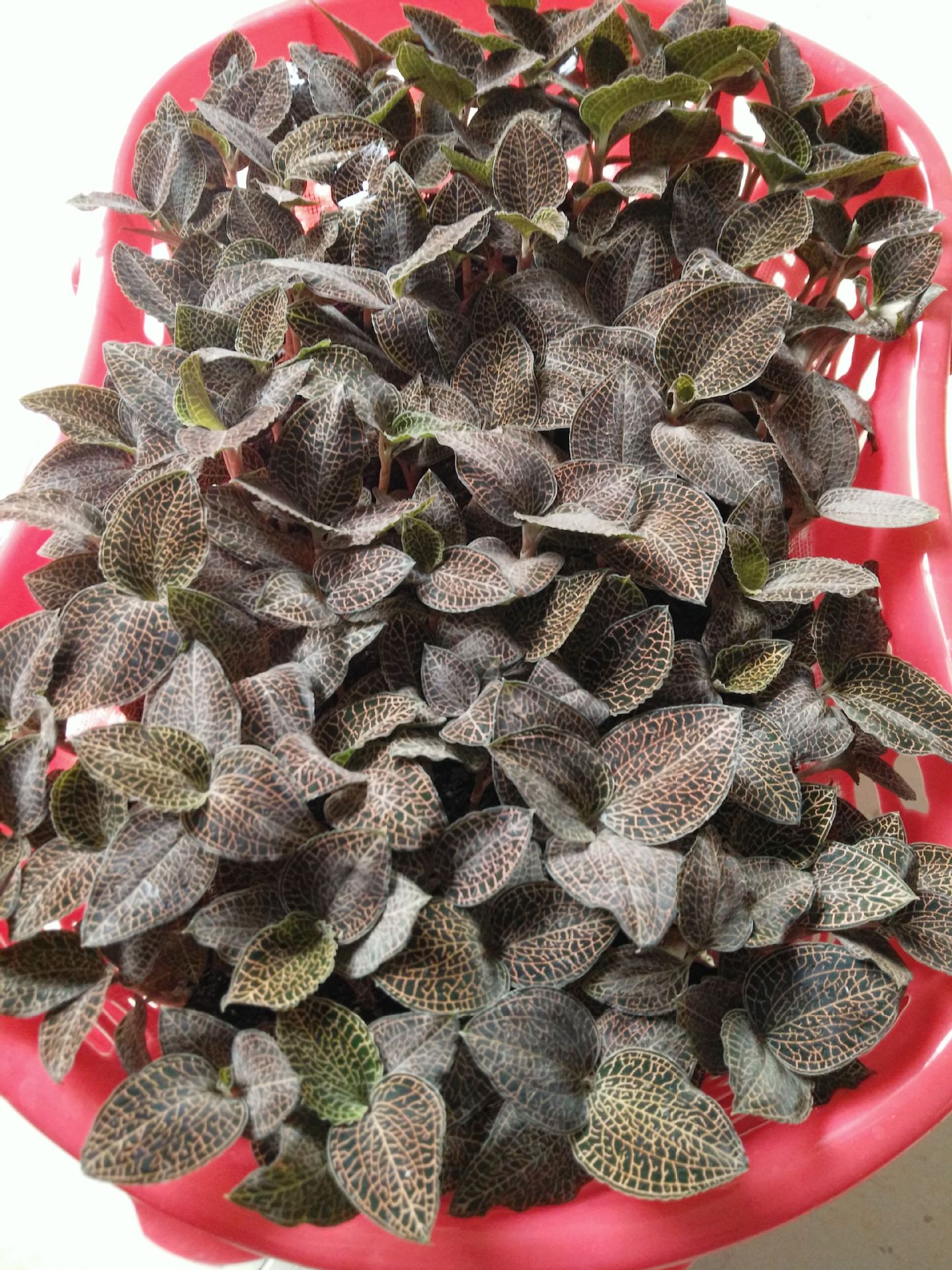 南靖土楼金线莲 野生金线莲 干品金线莲 炖泡两用 礼盒装.