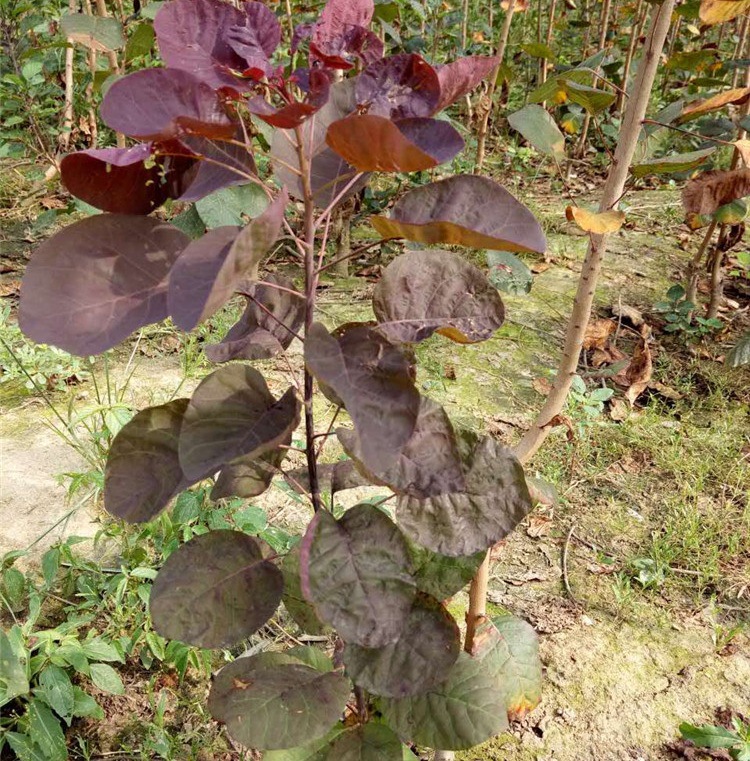 基地直供 美国红栌 红栌苗 各种规格 1-5cm 质量从优 价格从低