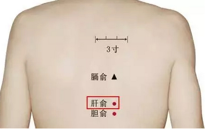 1,艾灸肝俞,柔肝养血助排毒   【轻松找穴】在背部,第9胸椎棘突