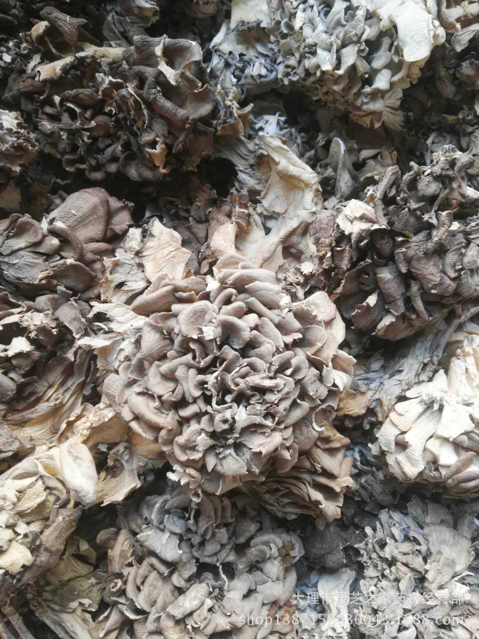 灵芝之家云南灰树花灰树菇舞菇产地批发一手货源