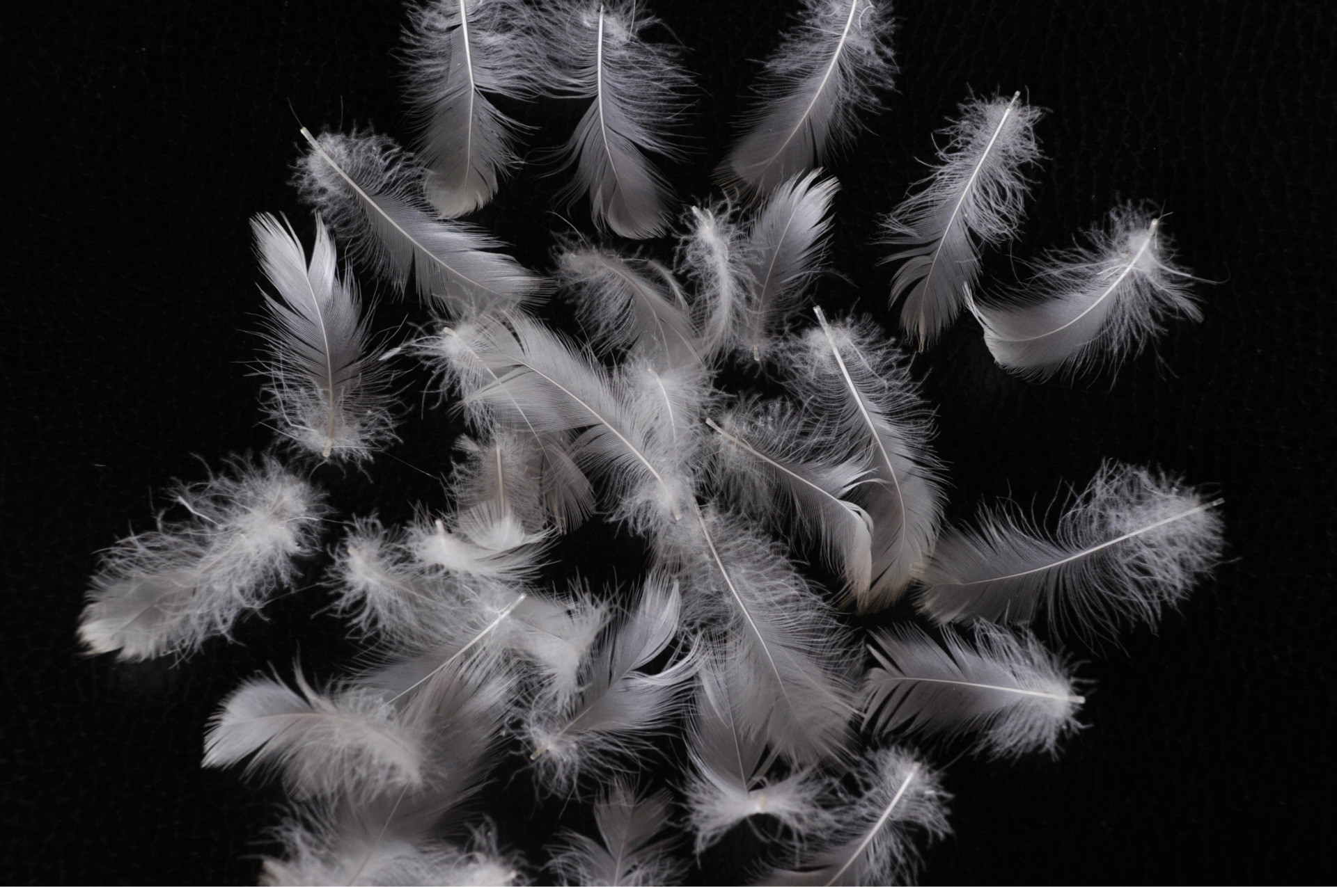 95白鸭绒 超值黄金羽绒 朵绒95 800度超高蓬松度 羽绒被服填充物