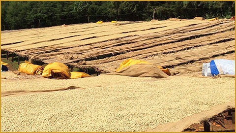 埃塞俄比亚 西达摩 日晒G4(60kg) - 阿里巴巴