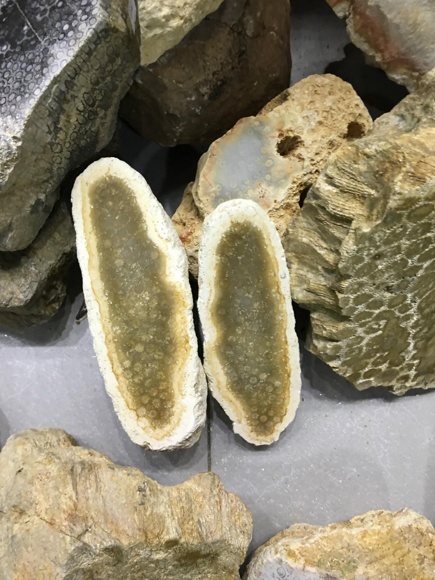 厂家直销 纯天然珊瑚玉 菊花石原石 50/斤