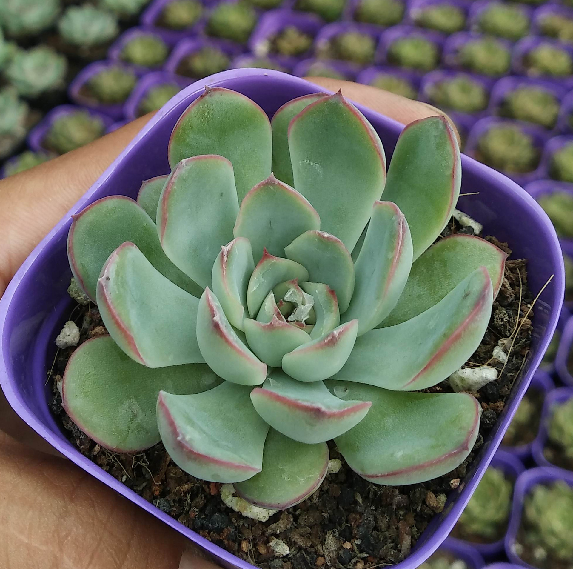 花月夜 多肉植物批发特价 迷你盆栽 多肉植物盆栽 进口多肉.