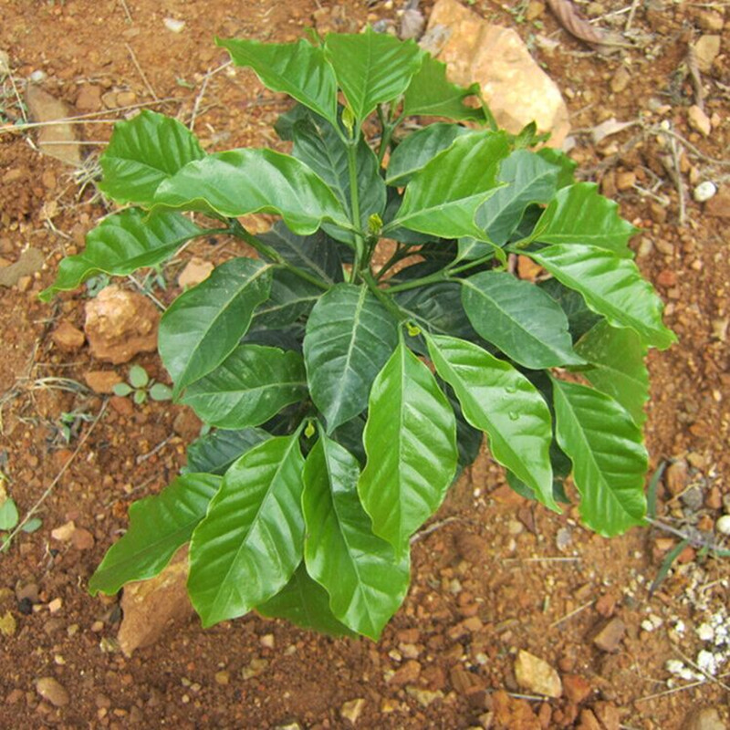 高晟庄园咖啡苗 云南咖啡豆苗盆栽 南北方种植咖啡树苗种子树苗