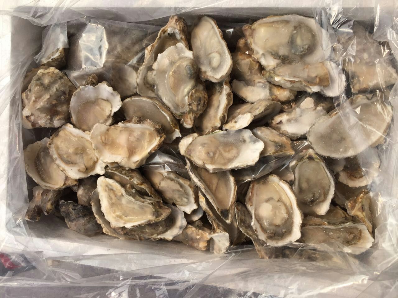 新鲜冷冻半壳生蚝肉水产海鲜即食生蚝