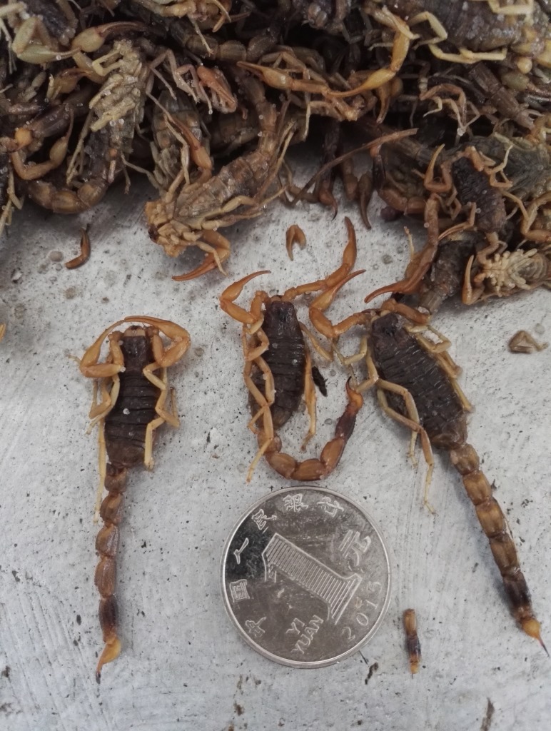 可开票中药材批发淡盐水全虫全蝎蝎子整条