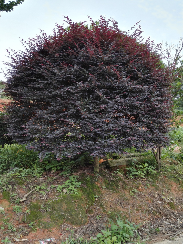 低价供应红桎木小苗各种规格红桎木球等